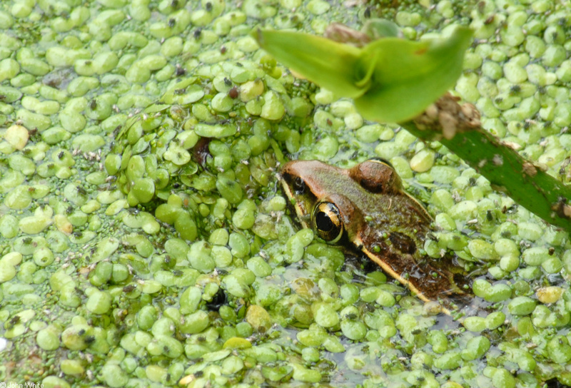 Walk in the Swamp - Southern Leopard Frog (Rana sphenocephala)1009; DISPLAY FULL IMAGE.