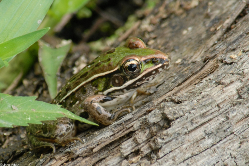 Walk in the Swamp - Southern Leopard Frog (Rana sphenocephala)1010; DISPLAY FULL IMAGE.