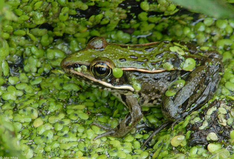 Walk in the Swamp - Southern Leopard Frog (Rana sphenocephala)1011; DISPLAY FULL IMAGE.