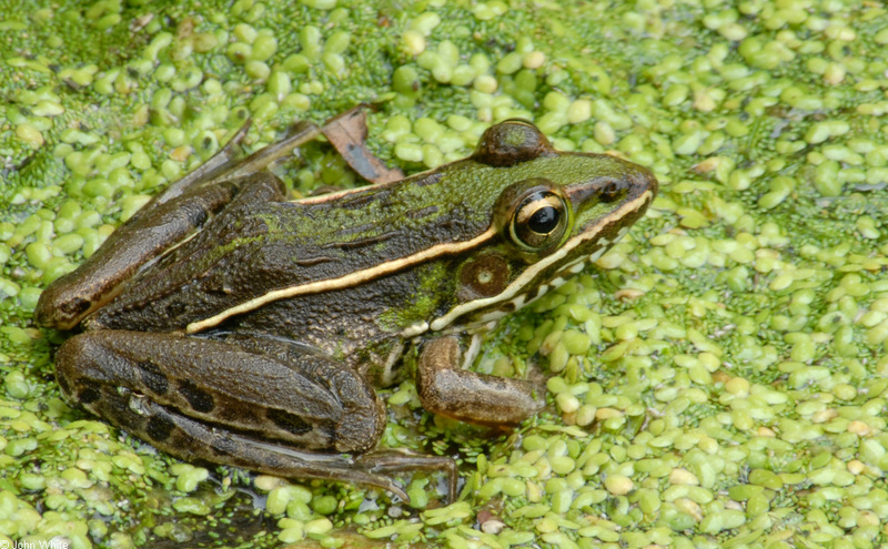 Walk in the Swamp - Southern Leopard Frog (Rana sphenocephala)1013; DISPLAY FULL IMAGE.