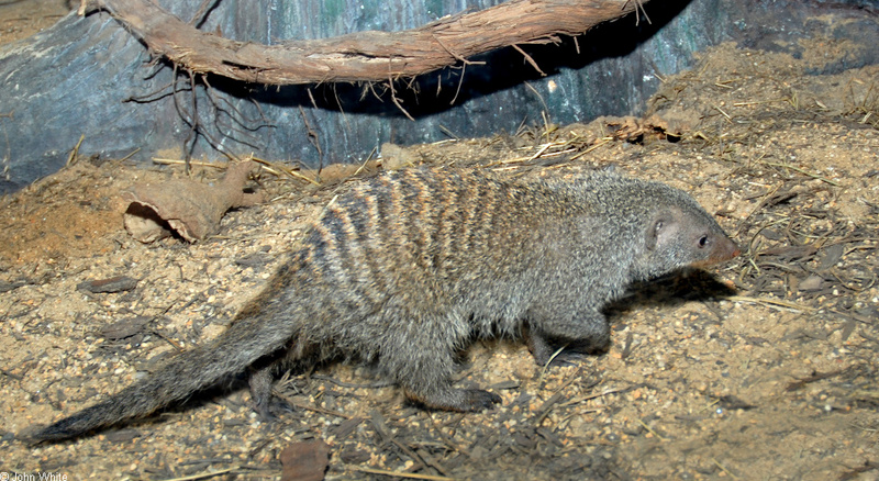 Banded Mongoose (Mungos mungo); DISPLAY FULL IMAGE.