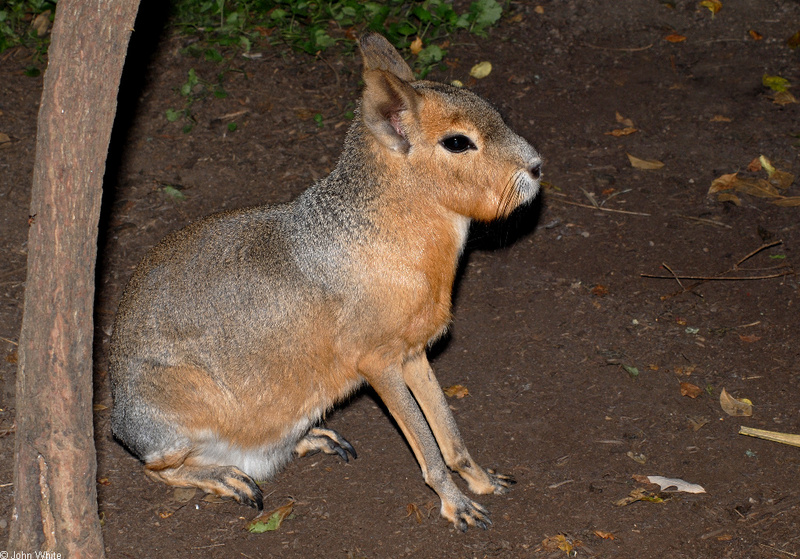 Patagonian Mara (Dolichotis patagona); DISPLAY FULL IMAGE.