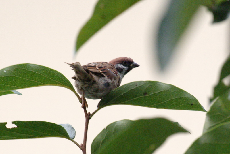 Passer montanus dybowskii (Eurasian Tree Sparrow) {!--참새-->; DISPLAY FULL IMAGE.