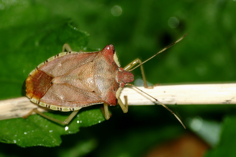 Big Stinkbug; DISPLAY FULL IMAGE.