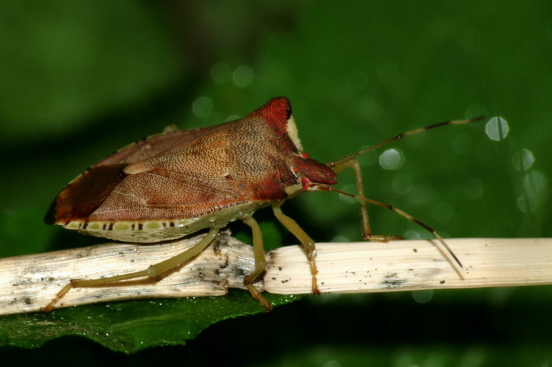 Big Stinkbug; DISPLAY FULL IMAGE.