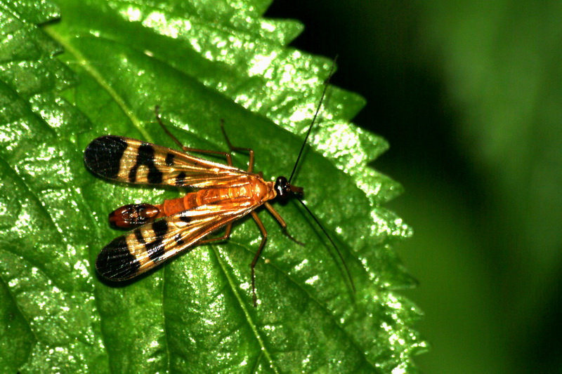 What kind of insect is this? -- scorpionfly? --> Panorpa orientalis; DISPLAY FULL IMAGE.