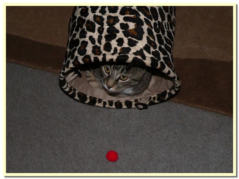 tiny tiger 1/2; DISPLAY FULL IMAGE.