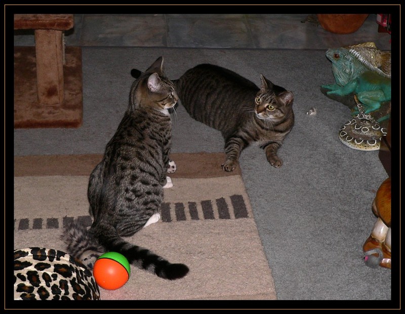showdown; DISPLAY FULL IMAGE.