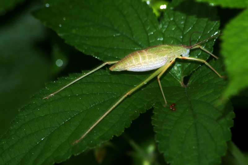 Katydid nymph; DISPLAY FULL IMAGE.