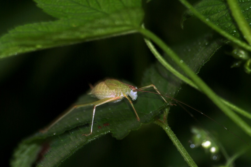 Katydid nymph; DISPLAY FULL IMAGE.