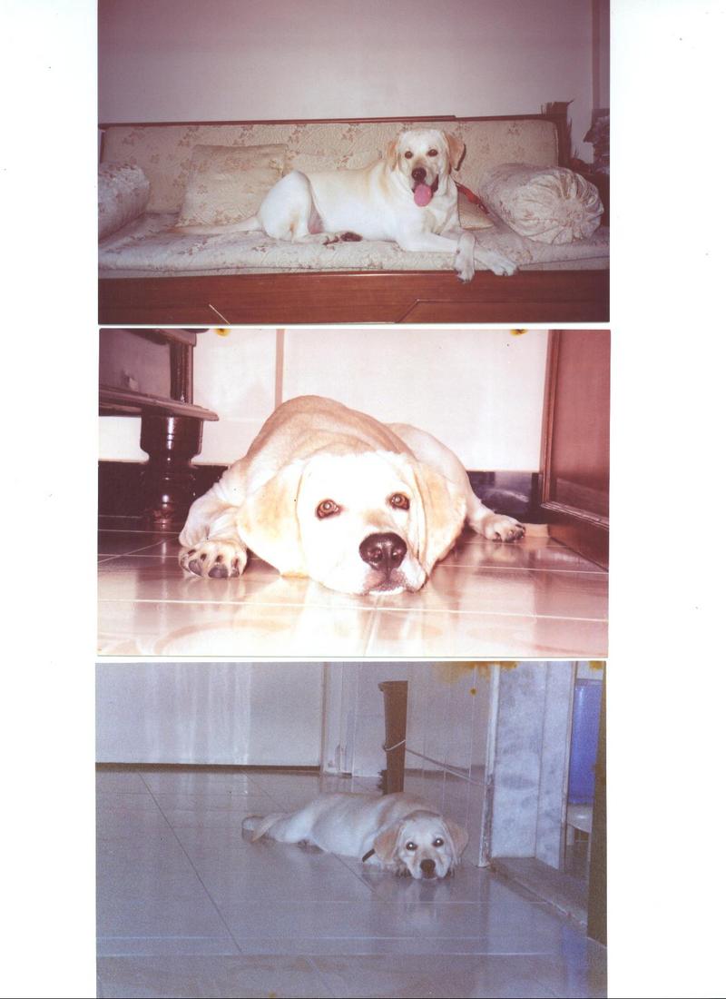 labrador images; DISPLAY FULL IMAGE.