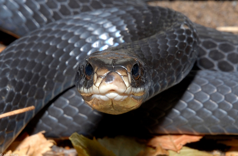 Northern Black Racer (Coluber constrictor constrictor)0003; DISPLAY FULL IMAGE.