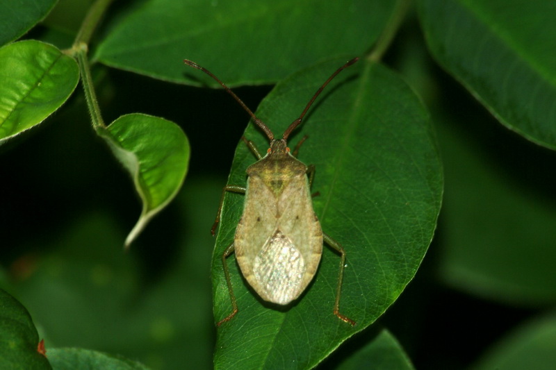 Stinkbug nymph {!--이름모를 허리노린재 종류의 약충-->; DISPLAY FULL IMAGE.