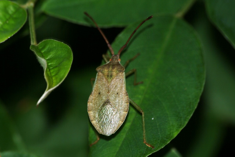 Stinkbug nymph {!--이름모를 허리노린재 종류의 약충-->; DISPLAY FULL IMAGE.