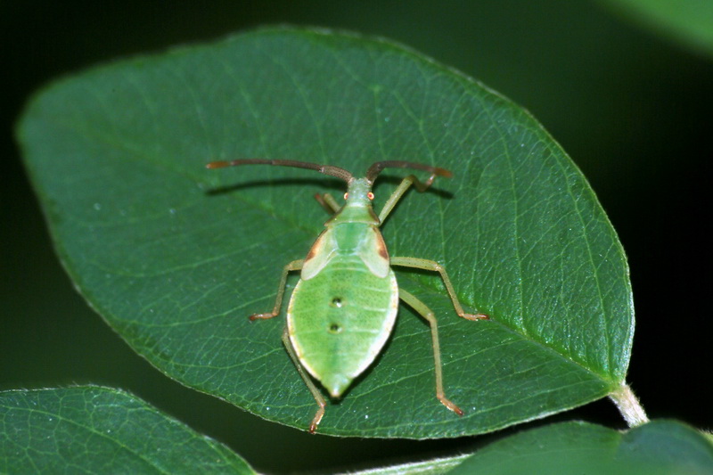 Stinkbug nymph {!--이름모를 허리노린재 종류의 약충-->; DISPLAY FULL IMAGE.
