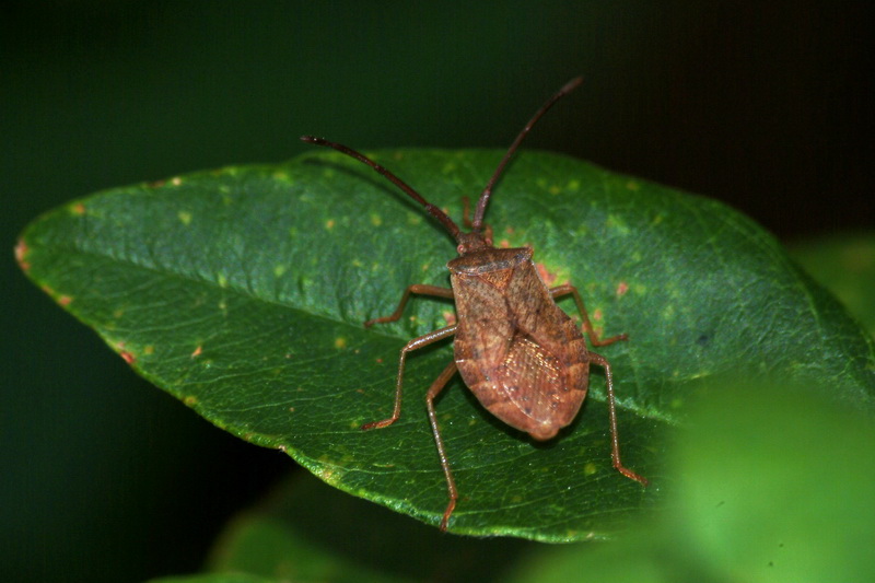 Stinkbug nymph {!--이름모를 허리노린재 종류의 약충-->; DISPLAY FULL IMAGE.