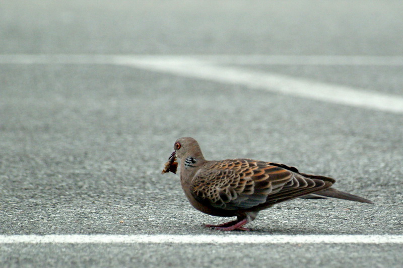 Oriental Turtle Dove Streptopelia orientalis {!--멧비둘기-->; DISPLAY FULL IMAGE.