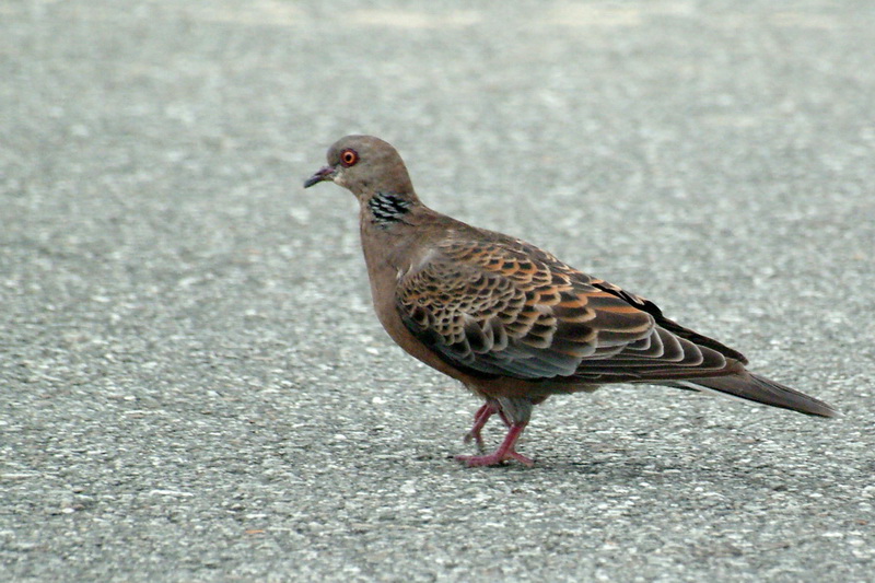 Oriental Turtle Dove Streptopelia orientalis {!--멧비둘기-->; DISPLAY FULL IMAGE.