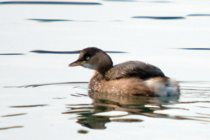 Little Grebe in winter plumage {!--논병아리 겨울깃-->; DISPLAY FULL IMAGE.