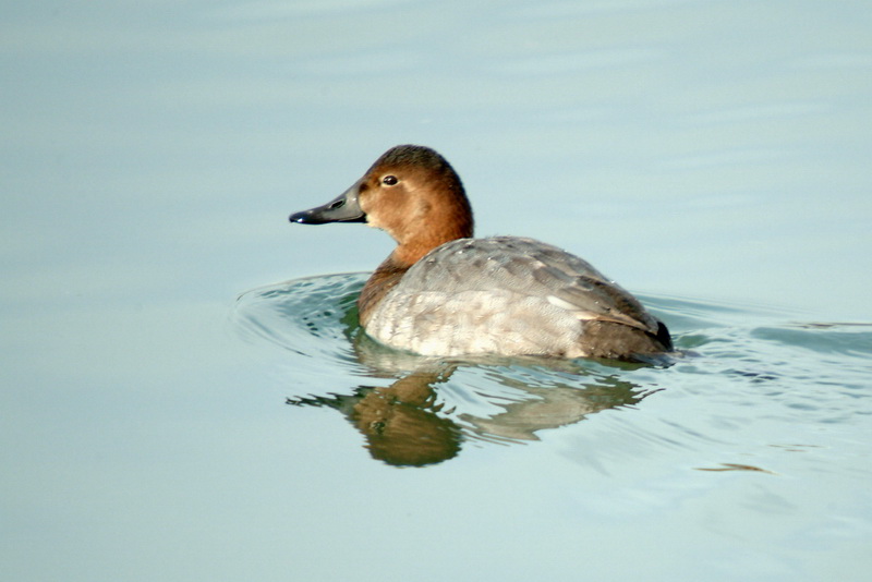 Common Pochard; DISPLAY FULL IMAGE.