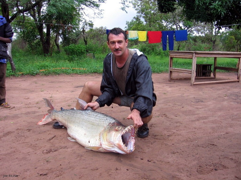 Congo Tiger Fish; DISPLAY FULL IMAGE.