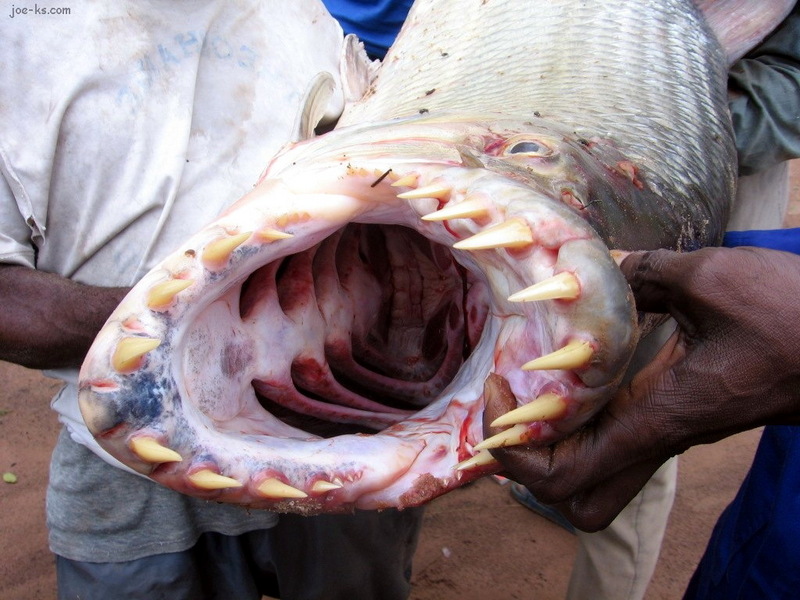 Congo Tiger Fish; DISPLAY FULL IMAGE.