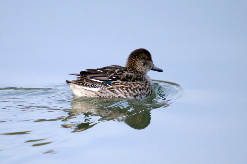Common Teal duck {!--쇠오리 암컷-->; DISPLAY FULL IMAGE.