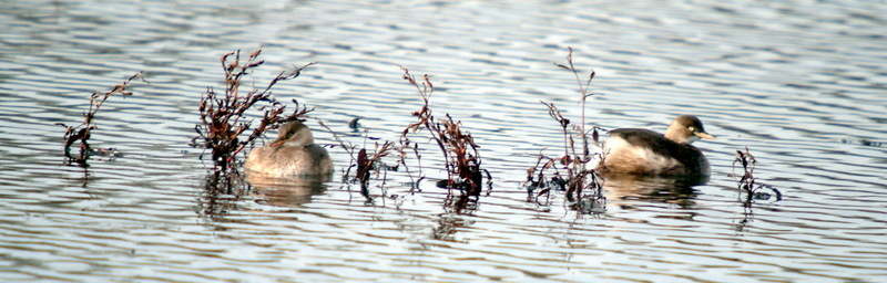 Pair of Little Grebes (Tachybaptus ruficollis) {!--논병아리 한쌍-->; DISPLAY FULL IMAGE.