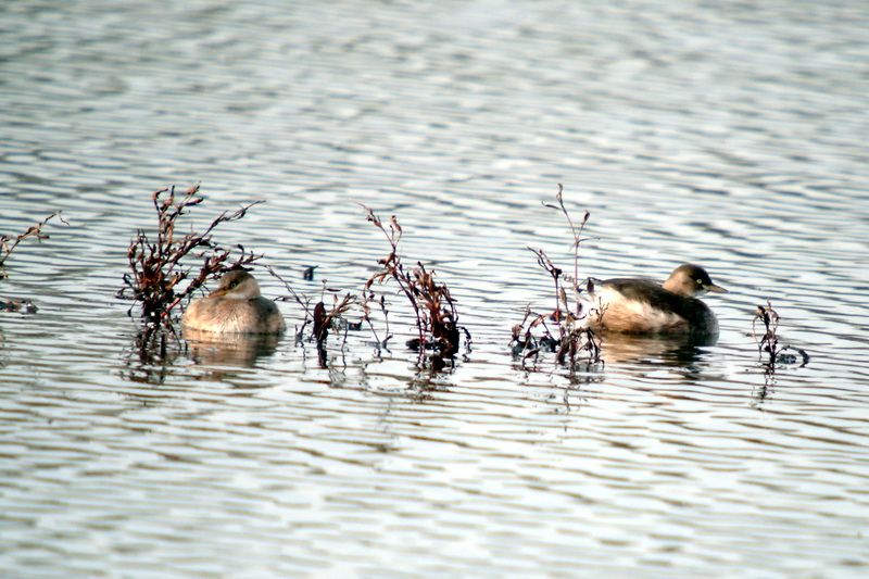 Pair of Little Grebes (Tachybaptus ruficollis) {!--논병아리 한쌍-->; DISPLAY FULL IMAGE.