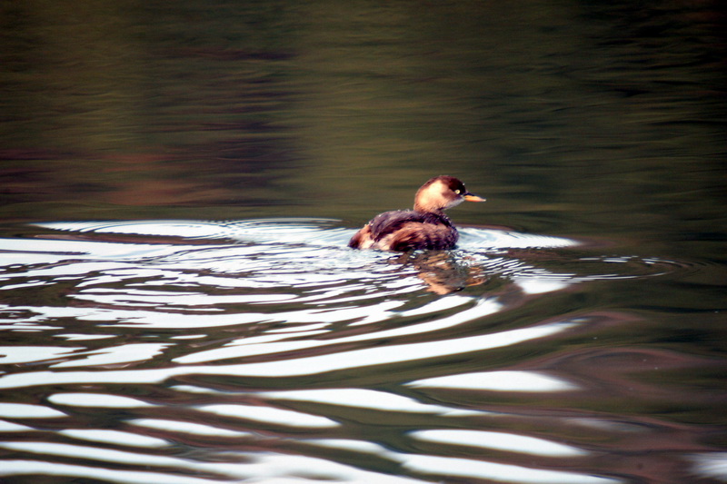 Little Grebe (Tachybaptus ruficollis) {!--논병아리-->; DISPLAY FULL IMAGE.