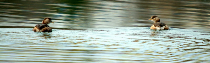 Pair of Little Grebes (Tachybaptus ruficollis) {!--논병아리 한쌍의 대화-->; DISPLAY FULL IMAGE.