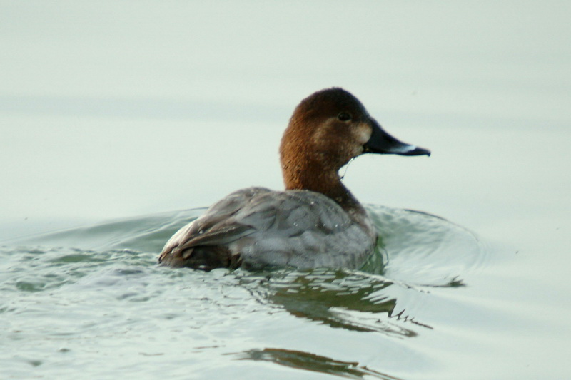 Common Pochard (Aythya ferina) {!--흰죽지-->; DISPLAY FULL IMAGE.