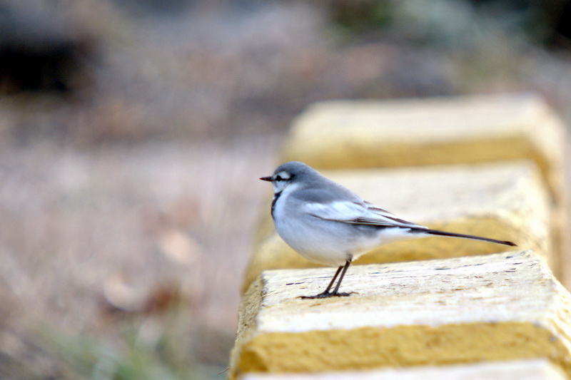 Black-backed Wagtail (Motacilla lugens) {!--백할미새-->; DISPLAY FULL IMAGE.