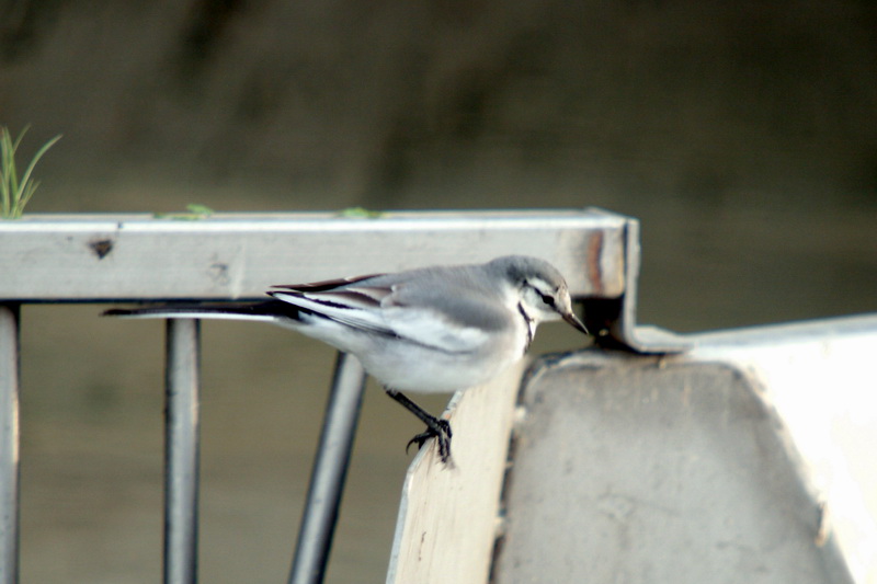 Black-backed Wagtail (Motacilla lugens) {!--백할미새-->; DISPLAY FULL IMAGE.