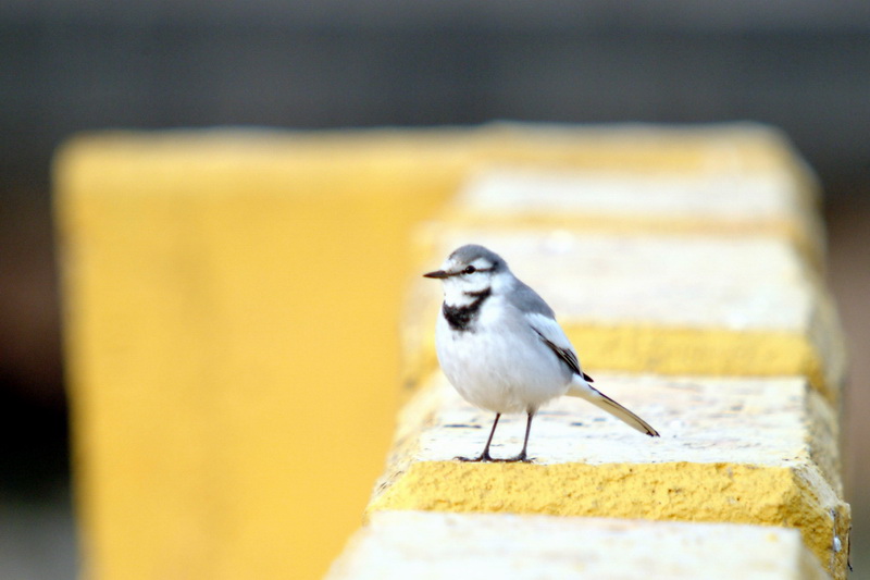 Black-backed Wagtail (Motacilla lugens) {!--백할미새-->; DISPLAY FULL IMAGE.