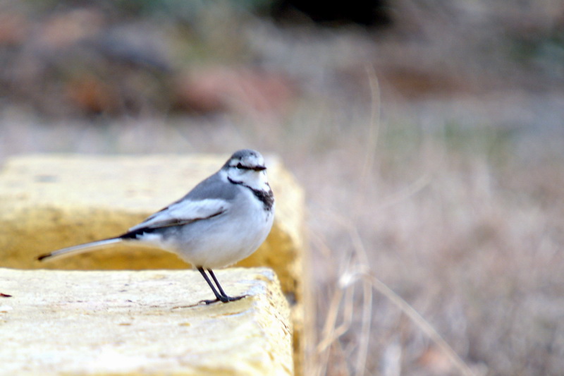 Black-backed Wagtail (Motacilla lugens) {!--백할미새-->; DISPLAY FULL IMAGE.