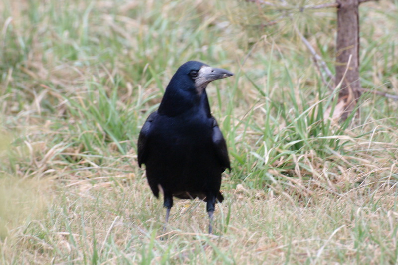 Rook (Corvus frugilegus) {!--떼까마귀-->; DISPLAY FULL IMAGE.