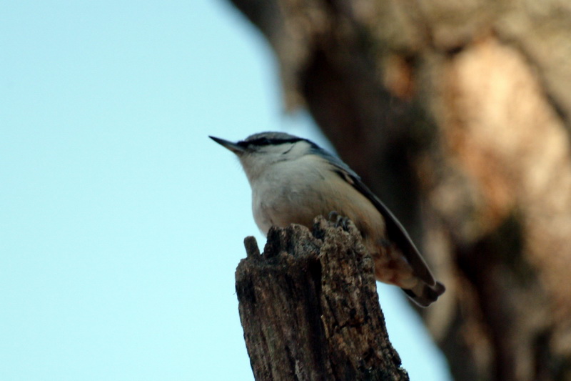 Eurasian Nuthatch (Sitta europaea) {!--동고비-->; DISPLAY FULL IMAGE.