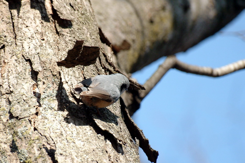 Eurasian Nuthatch (Sitta europaea) {!--동고비-->; DISPLAY FULL IMAGE.