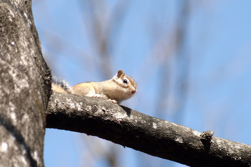 Korean Chipmunk (Tamias sibiricus asiaticus) {!--한국다람쥐-->; DISPLAY FULL IMAGE.