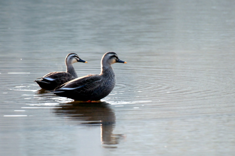 Spot-billed ducks {!--흰뺨검둥오리, spotbills-->; DISPLAY FULL IMAGE.