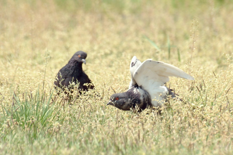 Domestic pigeons; DISPLAY FULL IMAGE.