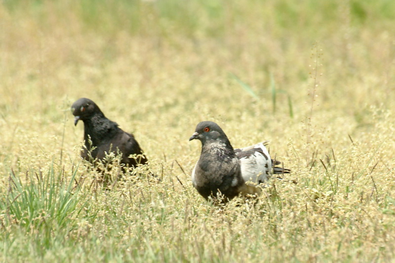 Domestic pigeons; DISPLAY FULL IMAGE.
