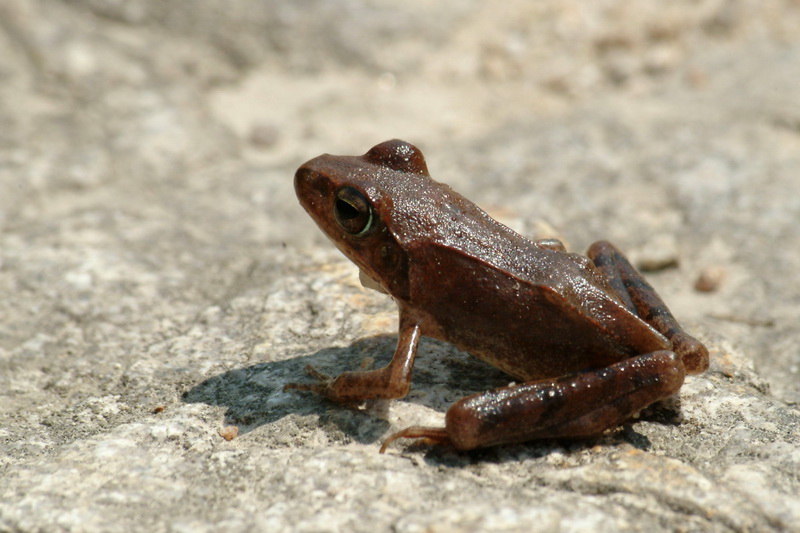Huanren Frog (Rana huanrenensis) {!--계곡산개구리-->; DISPLAY FULL IMAGE.