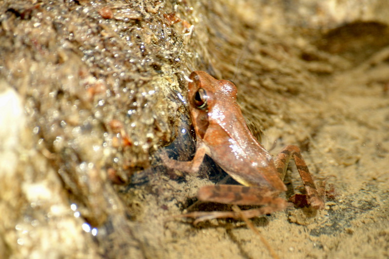 Huanren Frog (Rana huanrenensis) {!--계곡산개구리-->; DISPLAY FULL IMAGE.