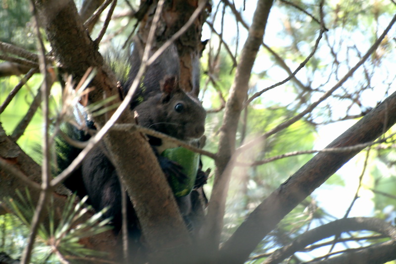 Korean Tree Squirrel (Sciurus vulgaris) {!--오이를 먹는 수통골 청설모-->; DISPLAY FULL IMAGE.