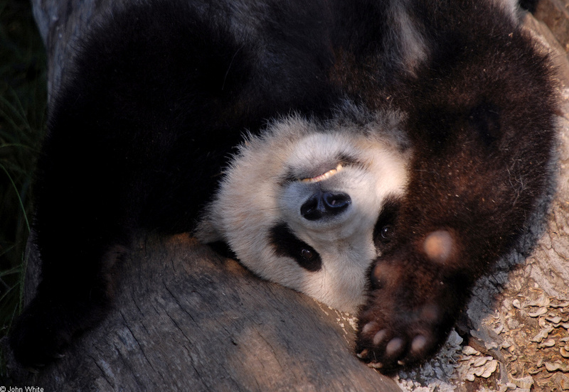 Giant Panda (Ailuropoda melanoleuca)7001; DISPLAY FULL IMAGE.