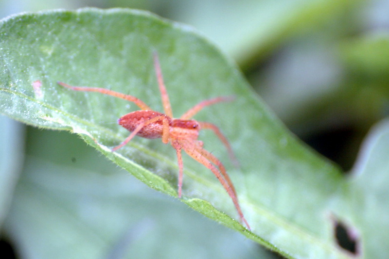 Spider {!--이름모를 거미 -- 늑대거미 종류???-->; DISPLAY FULL IMAGE.