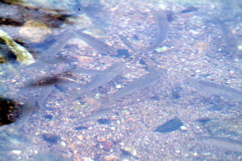 Pale Chubs or Freshwater minnows(Zacco platypus)  {!--피라미 산란장-->; DISPLAY FULL IMAGE.