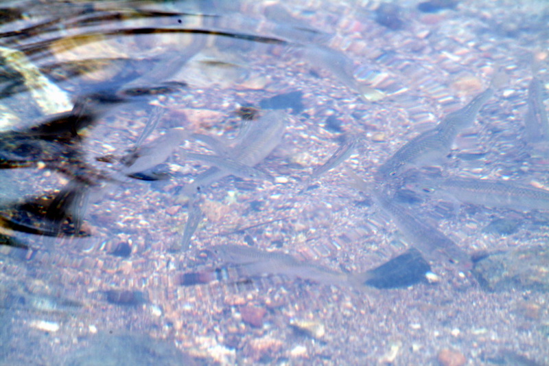 Pale Chubs or Freshwater minnows(Zacco platypus)  {!--피라미 산란장-->; DISPLAY FULL IMAGE.